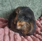 Lieve coronet cavia van 2 maandjes jong zoekt huisje, Dieren en Toebehoren, Knaagdieren, September, Mannelijk, Cavia