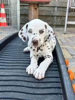 Dalmatier pup , reu, bruin op wit, Dieren en Toebehoren, CDV (hondenziekte), 8 tot 15 weken, Eén hond, Nederland