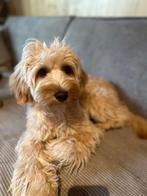 Boompoo van 6 maanden reutje, Dieren en Toebehoren, Honden | Niet-rashonden, Rabiës (hondsdolheid), 15 weken tot 1 jaar, Reu, Eén hond