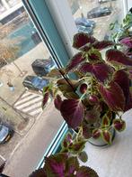Mooie Siernetel (Coleus) te koop, Ophalen, Overige soorten, Halfschaduw, In pot