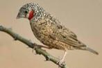 Iisabel bandvink rood en geelband mannen en poppen, Dieren en Toebehoren, Vogels | Overige Vogels, Meerdere dieren, Tropenvogel