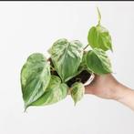 Philodendron heartleaf variegata hangplant stekjes, Ophalen of Verzenden, Halfschaduw, Minder dan 100 cm