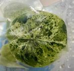 Alocasia Dragon Scale Stardust - TC Plant, Ophalen of Verzenden