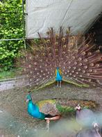 2 blauwe pauwen te koop mannetjes, Dieren en Toebehoren, Pluimvee, Mannelijk, Overige soorten