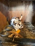Mooie grote 3 kleur  Rex konijnen te koop, Dieren en Toebehoren, Konijnen, Meerdere dieren, Middelgroot