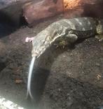 Salvator varaan, Dieren en Toebehoren, Reptielen en Amfibieën, Slang, Tam