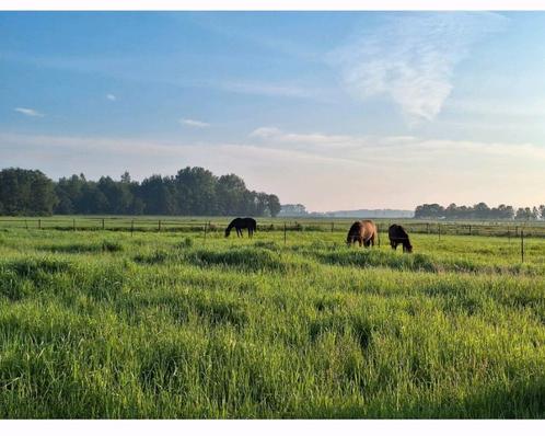 Plekjes vrij voor merries in onze opfok, Dieren en Toebehoren, Stalling en Weidegang, Opfok, Weidegang