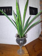 Sanseveria Fernwood in glas op poot, Ophalen, Halfschaduw, Minder dan 100 cm