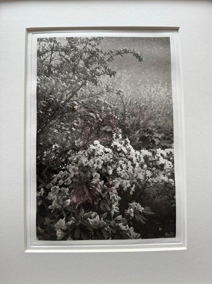 Lee Friedlander, Cherry Time in Japan 36/50, Antiek en Kunst, Kunst | Overige Kunst, Ophalen of Verzenden