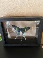 vlinder in dubbellijst urania, Ophalen, Nieuw, Insect, Opgezet dier