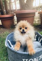 MINI POMERANIAN PUPS POMERIAAN Mini Bearface, Dieren en Toebehoren, Honden | Poolhonden, Keeshonden en Oertypen, 15 weken tot 1 jaar