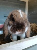 Lieve NHD voedster met hok, Dieren en Toebehoren, Konijnen, Vrouwelijk, Dwerg, Hangoor, 0 tot 2 jaar