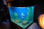 Hoek aquarium (SF PANORAMA 35 zwart) + 2 sluierstaartvissen, Dieren en Toebehoren, Ophalen, Gevuld zoetwateraquarium