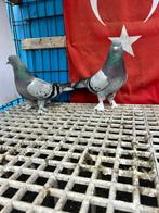 Kayseri takla, Dieren en Toebehoren, Vogels | Duiven, Meerdere dieren, Overige soorten