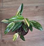 Monstera standleyana variegata, Ophalen, Halfschaduw, Minder dan 100 cm
