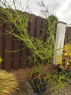 Euphorbia tirucalli – Potloodcactus / Milk Bush, Overige soorten, 100 tot 250 cm, Ophalen, Volle zon