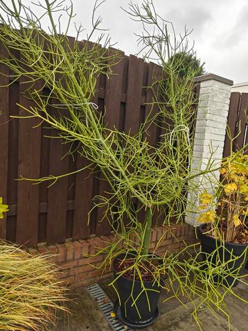 Euphorbia tirucalli – Potloodcactus / Milk Bush beschikbaar voor biedingen