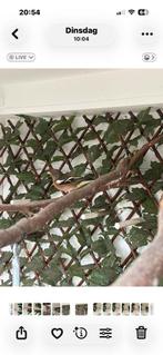 Te koop vink met kooi, Dieren en Toebehoren, Vogels | Overige Vogels, Mannelijk, Wildzangvogel