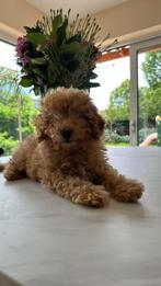 Exclusieve Toypoedel Toffee zoekt een warm thuis, Poedel, Reu, 8 tot 15 weken, Eén hond
