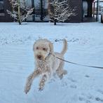Dieren oppas aangeboden., Ophalen of Verzenden