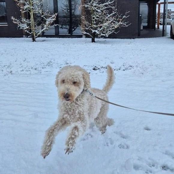 Dieren oppas aangeboden., Dieren en Toebehoren, Knaagdieren en Konijnen | Toebehoren, Ophalen of Verzenden