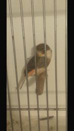 Harlekijn koppel (‘23/‘24), Dieren en Toebehoren, Vogels | Kanaries, Meerdere dieren, Kleurkanarie