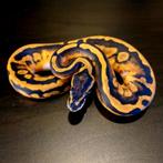 0.1 Piebald '25, Dieren en Toebehoren, Slang, 0 tot 2 jaar