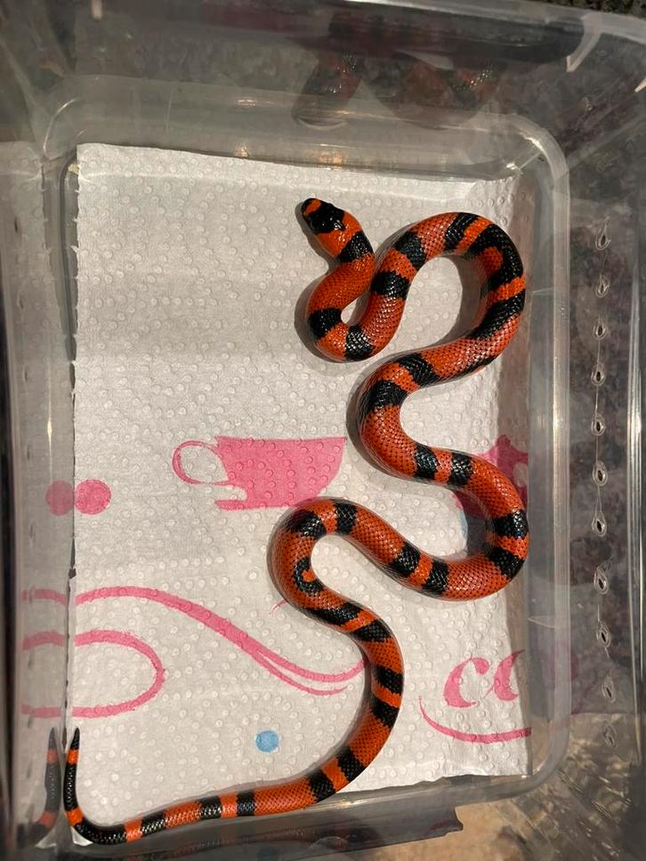 11 Jonge Lampropeltis Triangulum Hondurensis