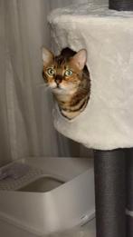 Prachtige Bengaalse poes met groene ogen, Poes, Gechipt