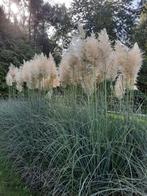 Pampas pluimen vers, Ophalen, Nieuw, Minder dan 10 m²