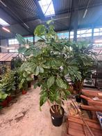 Schlefflera Amate 230cm, Ophalen