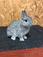 Kleurdwerg Chinchilla Man Jong (dwergkonijn), Mannelijk, Dwerg, 0 tot 2 jaar