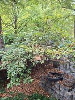 magnolia, Tuin en Terras, Planten | Tuinplanten, Ophalen, Overige soorten, Volle zon