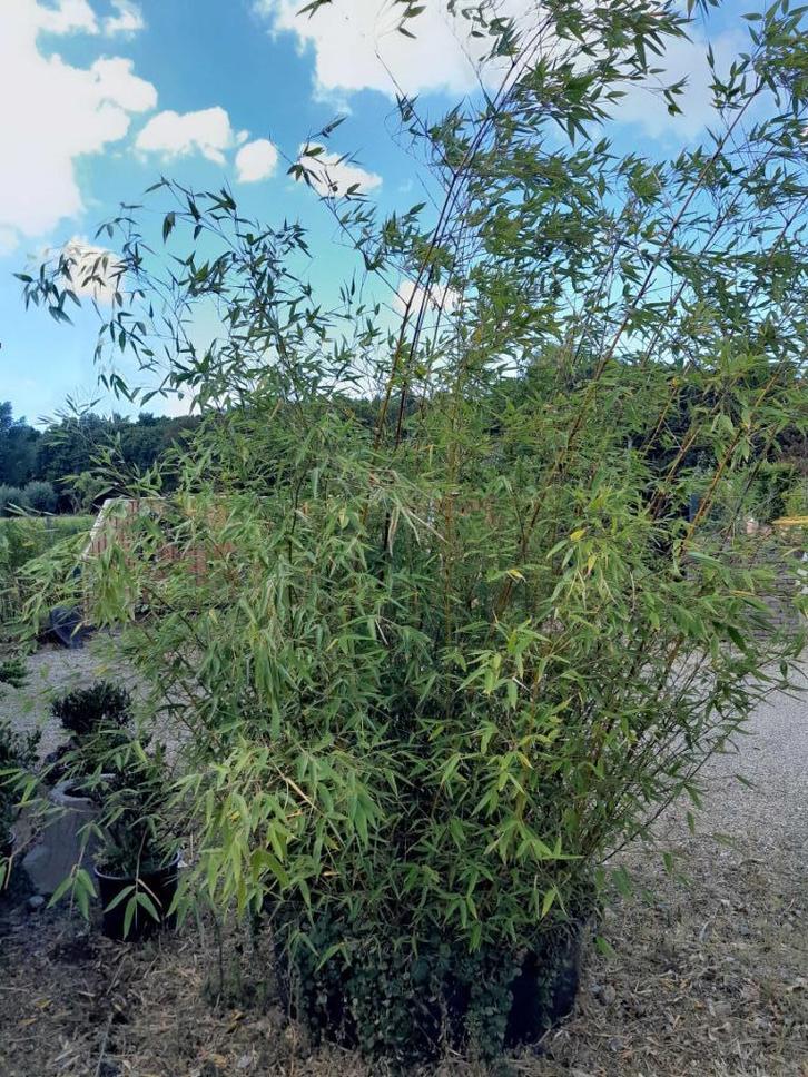 grote bamboe in kuip, Tuin en Terras, Planten | Tuinplanten, Vaste plant, Overige soorten, Halfschaduw, Bloeit niet, Ophalen