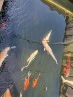 12 mooie japanse Koikarpers, Dieren en Toebehoren, Vissen | Vijvervissen, Karper of Koi