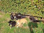 Boerderij kittens, Meerdere dieren, Kortharig, 0 tot 2 jaar