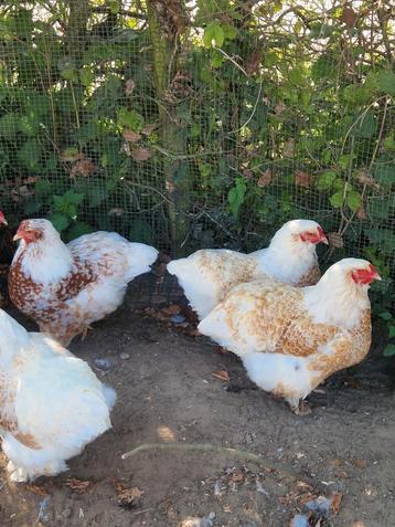 Brahma Broedeieren van het grote soort porselein x Gezoomde  beschikbaar voor biedingen