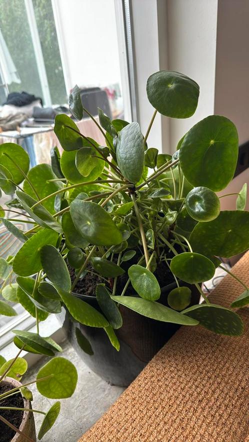 Pannenkoekenplant Stekjes van deze moeder!, Huis en Inrichting, Kamerplanten, Overige soorten, Minder dan 100 cm, Ophalen of Verzenden