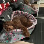 Slaapzak hond puppy hondenmand hondenkussen mand kussen, Ophalen of Verzenden, Nieuw