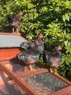 Gratis kriel Hanen, Dieren en Toebehoren, Pluimvee, Mannelijk, Kip