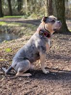 DEK REU American Bully XL, Dieren en Toebehoren, Rabiës (hondsdolheid), Reu, 1 tot 2 jaar, Eén hond