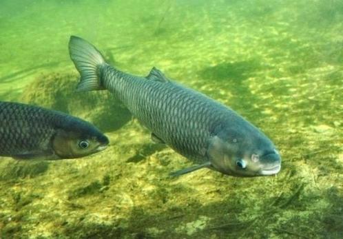 de beste goed etende graskarpers 10/12cm en 15/18 cm, Dieren en Toebehoren, Vissen | Vijvervissen, Karper of Koi