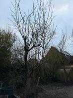 Twee pruimen bomen, Ophalen of Verzenden, 250 tot 400 cm, Pruimenboom, Lente