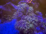 Grote stukken sterpoliep koraal, Dieren en Toebehoren, Vissen | Aquariumvissen, Overige typen, Zoutwatervis