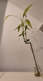 Lucky Bamboo Plant, Ophalen, Overige soorten, In pot, Minder dan 100 cm