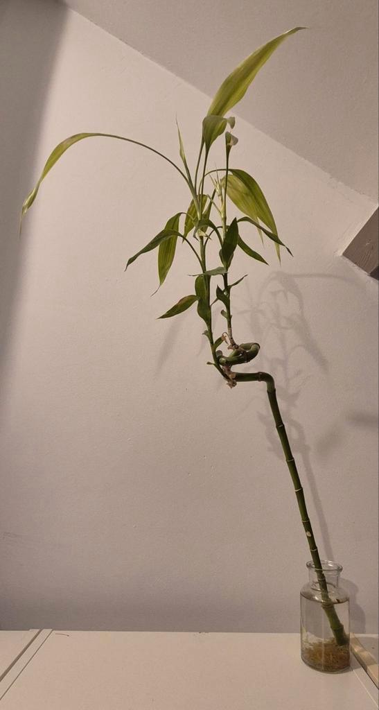 Lucky Bamboo Plant, Huis en Inrichting, Kamerplanten, Overige soorten, Minder dan 100 cm, Groene kamerplant, In pot, Ophalen