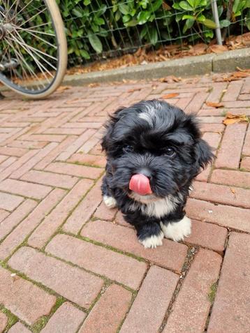 Boomer pups kunnen nu weg beschikbaar voor biedingen