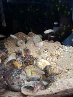 Tanganyika cichliden neolamprologus  multi.s, Vis