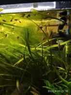 Guppen klein en groot, Dieren en Toebehoren, Vissen | Aquariumvissen, Vis