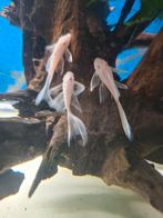 L144 Snow White Longfin +/-5cm, Dieren en Toebehoren, Vissen | Aquariumvissen